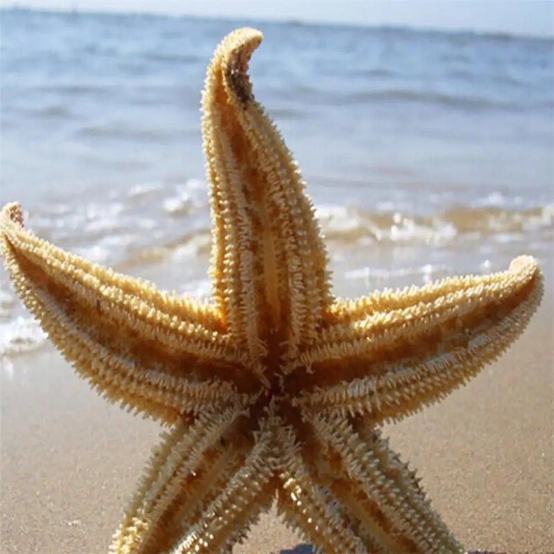 2Pcs Natural Dried Starfish Sea Star Prom™