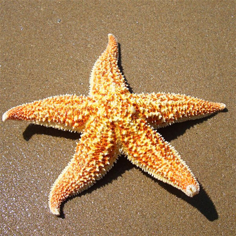 2Pcs Natural Dried Starfish Sea Star Prom™