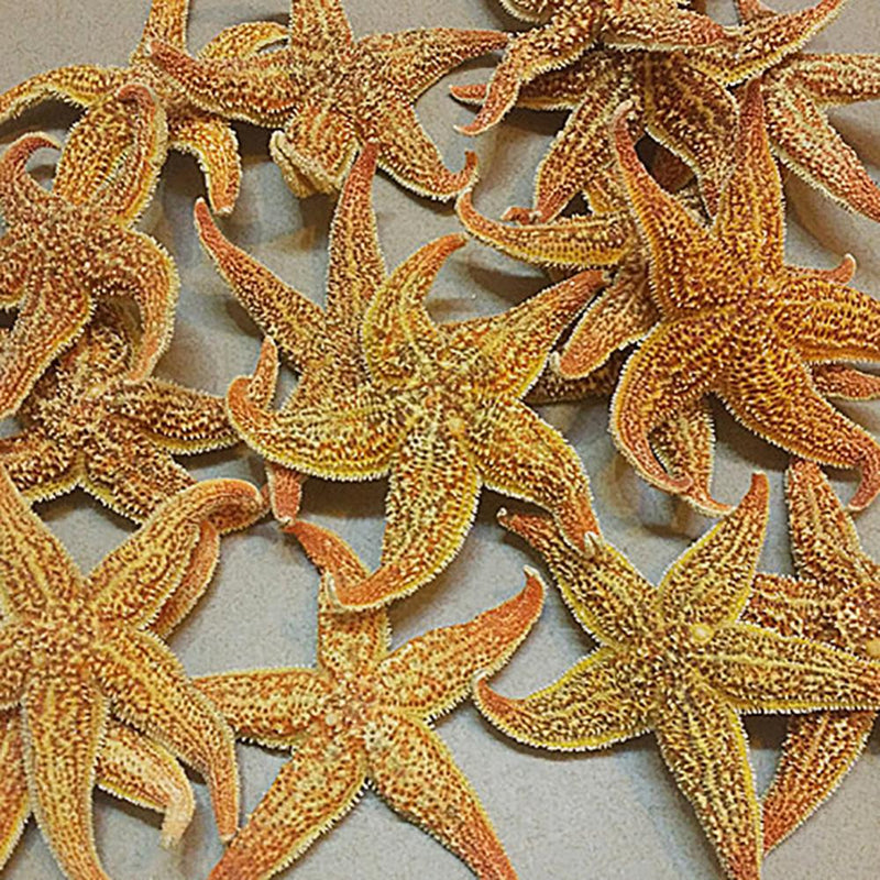 2Pcs Natural Dried Starfish Sea Star Prom™