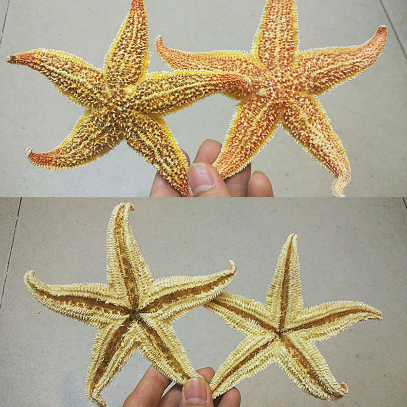 2Pcs Natural Dried Starfish Sea Star Prom™