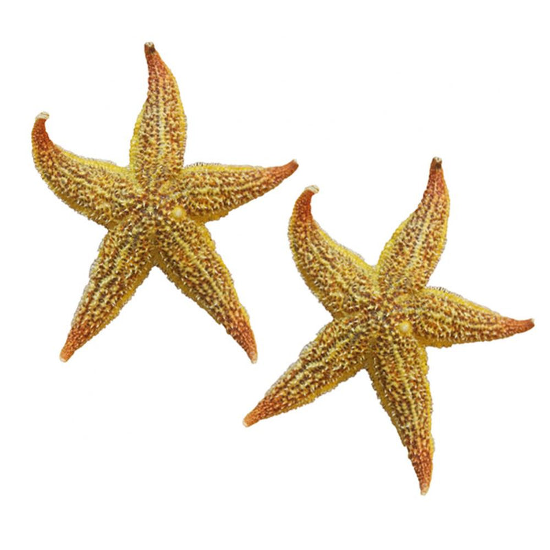 2Pcs Natural Dried Starfish Sea Star Prom™