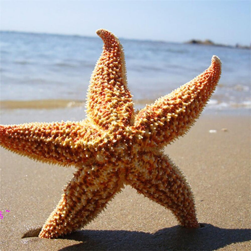 2Pcs Natural Dried Starfish Sea Star Prom™