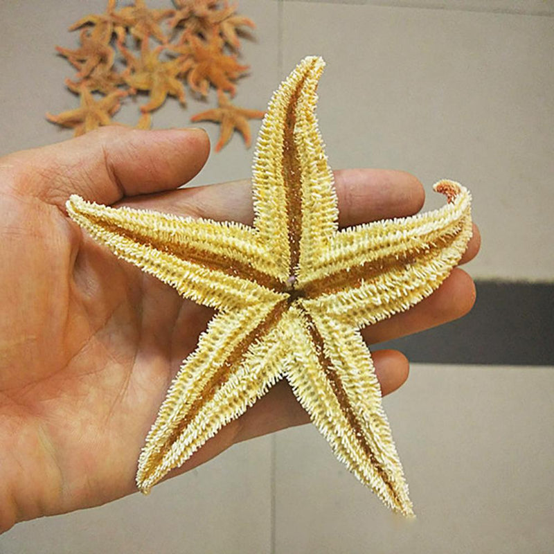 2Pcs Natural Dried Starfish Sea Star Prom™