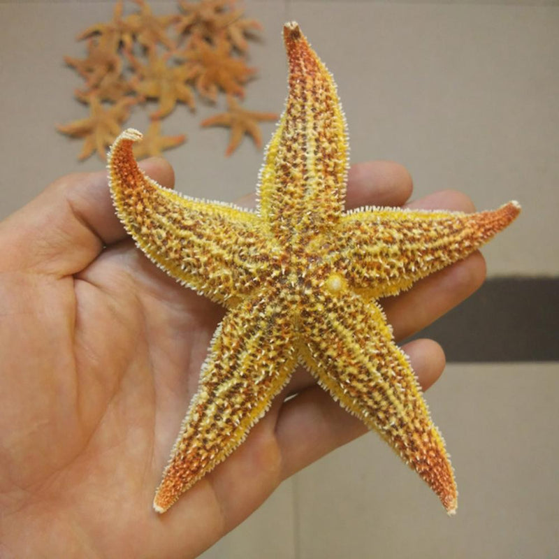 2Pcs Natural Dried Starfish Sea Star Prom™